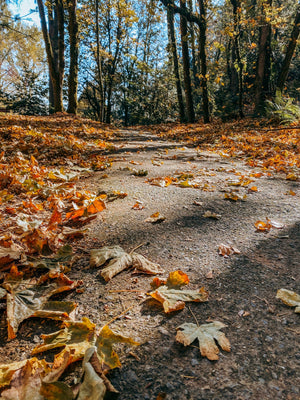 Hello, Fall!
